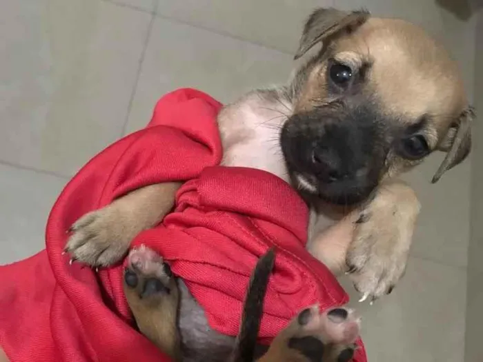 Cachorro raça Srd idade Abaixo de 2 meses nome Lulu 