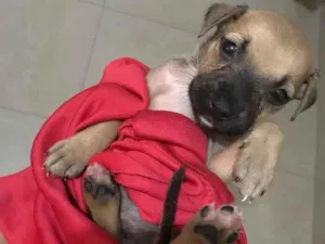 Cachorro raça Srd idade Abaixo de 2 meses nome Lulu 