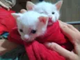 Tonico e Tininha