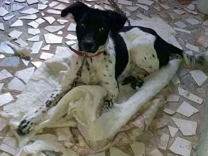 Cachorro ra a Labrador idade 2 anos nome Bolinha