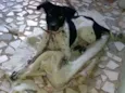 Bolinha