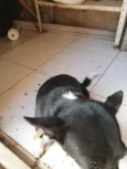 Lulu