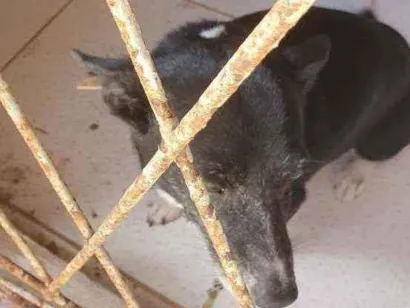 Cachorro raça Sem raça definida idade 5 anos nome Lulu