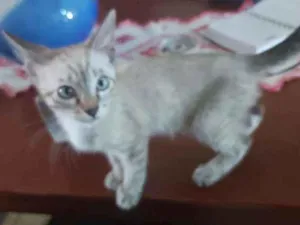 Gato raça Siamês com srd idade 2 a 6 meses nome Mimi