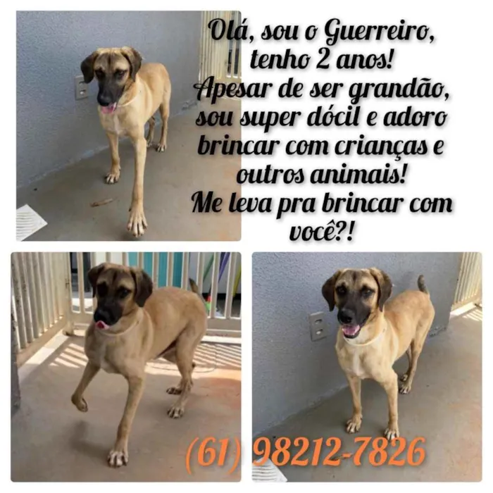 Cachorro ra a Sem raça  idade 2 anos nome G