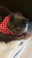 LÉO 