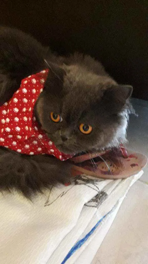 Gato ra a PERSA idade 3 anos nome LÉO 