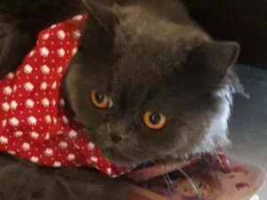 Gato raça PERSA idade 3 anos nome LÉO 