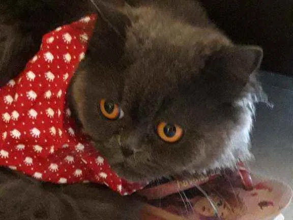 Gato ra a PERSA idade 3 anos nome LÉO 