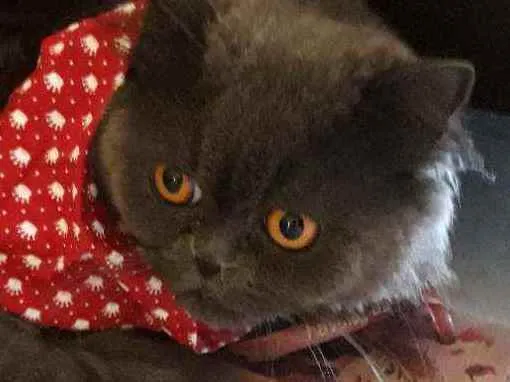 Gato ra a PERSA idade 3 anos nome LÉO 