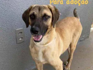 Cachorro raça Sem raça  idade 2 anos nome G