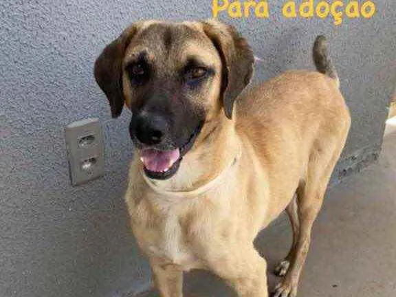 Cachorro ra a Sem raça  idade 2 anos nome G