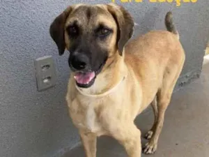 Cachorro raça Sem raça  idade 2 anos nome G