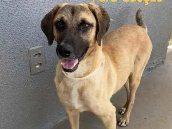 Cachorro ra a Sem raça  idade 2 anos nome G