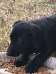 Cachorro raça Sem raça  idade 2 a 6 meses nome Duda e Black 