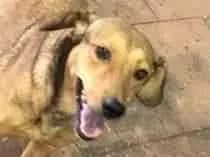 Cachorro raça SRD-ViraLata idade 1 ano nome DUQUESA