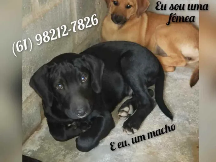 Cachorro raça Sem raça  idade 2 a 6 meses nome Duda e Black 