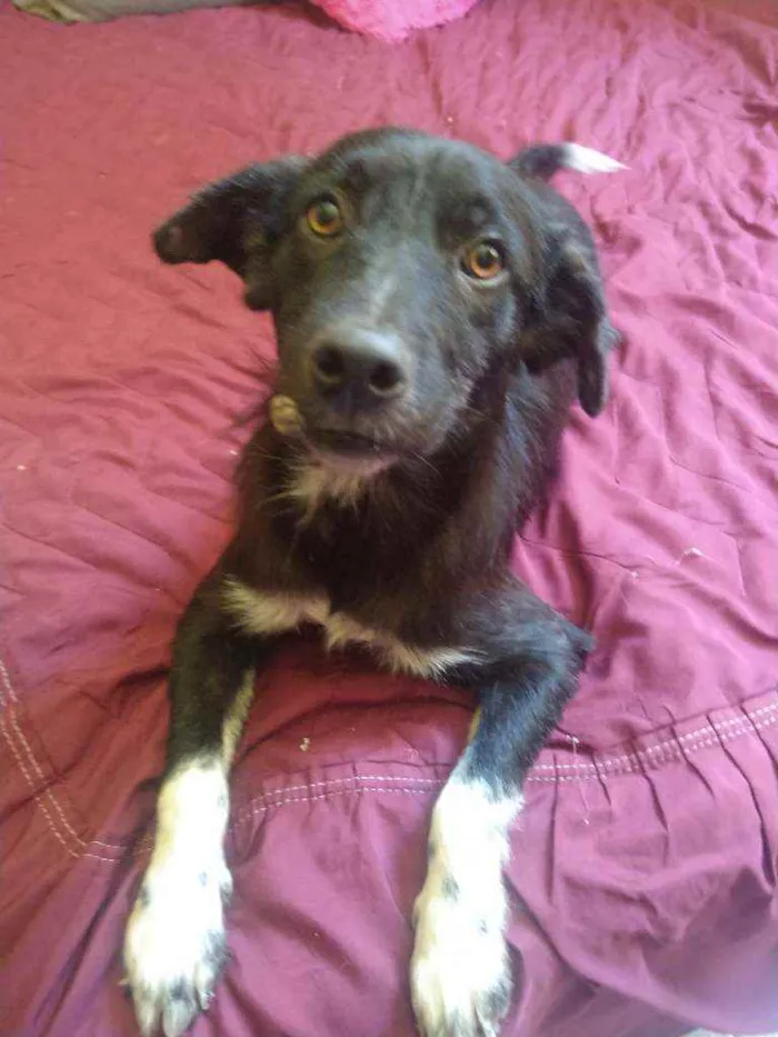 Cachorro raça Não definida idade 1 ano nome Neguinho