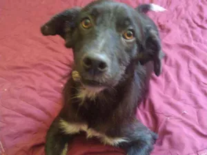 Cachorro raça Não definida idade 1 ano nome Neguinho