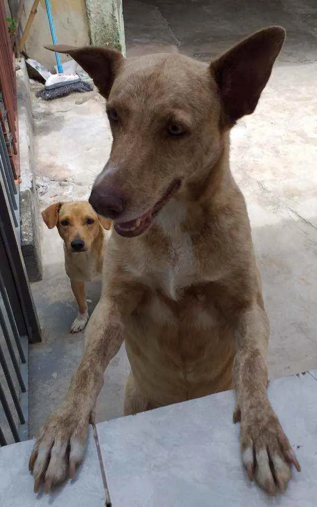 Cachorro ra a Indefinida  idade 6 ou mais anos nome TODINHA