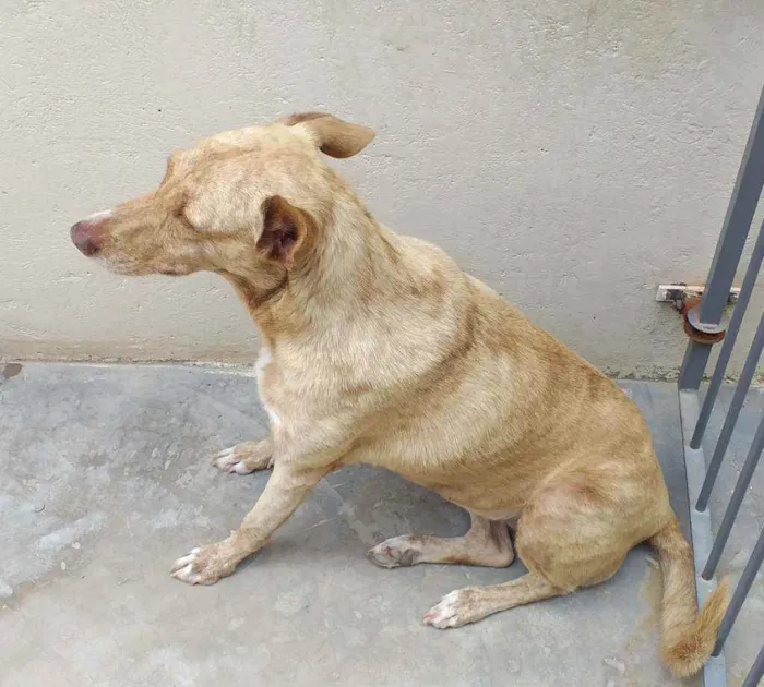 Cachorro ra a Indefinida  idade 6 ou mais anos nome TODINHA