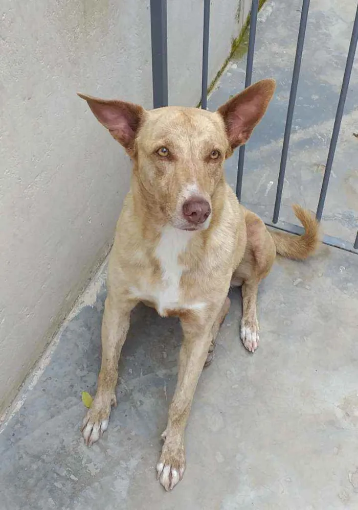 Cachorro ra a Indefinida  idade 6 ou mais anos nome TODINHA