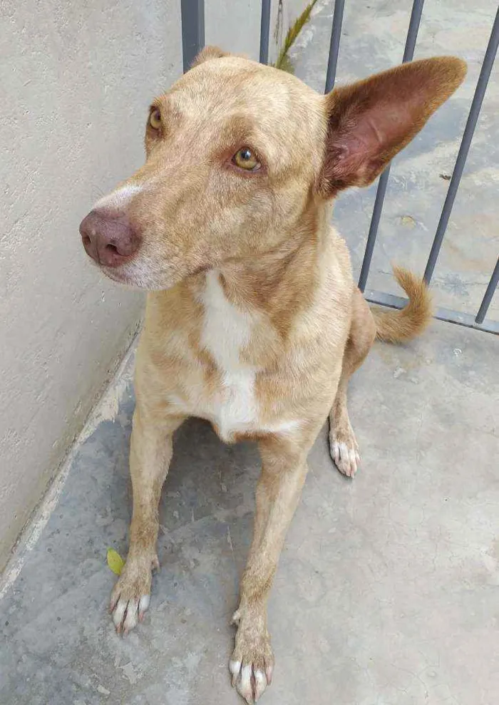 Cachorro ra a Indefinida  idade 6 ou mais anos nome TODINHA