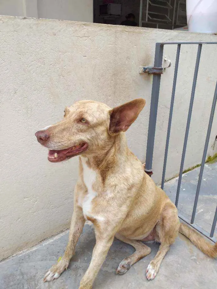 Cachorro ra a Indefinida  idade 6 ou mais anos nome TODINHA