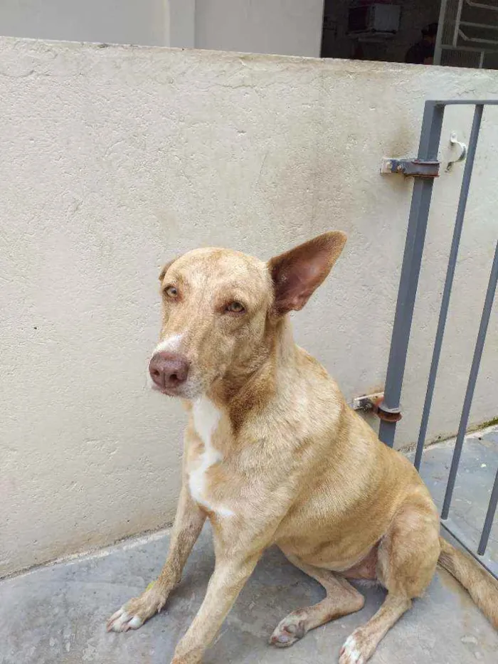 Cachorro ra a Indefinida  idade 6 ou mais anos nome TODINHA