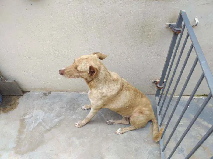 Cachorro ra a Indefinida  idade 6 ou mais anos nome TODINHA