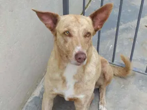 Cachorro raça Indefinida  idade 6 ou mais anos nome TODINHA