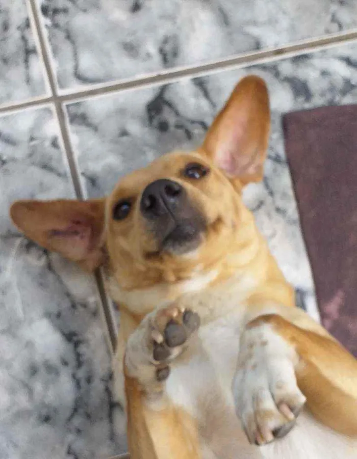 Cachorro ra a INDEFINIDA  idade 5 anos nome CRISTAL