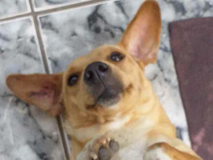 Cachorro ra a INDEFINIDA  idade 5 anos nome CRISTAL