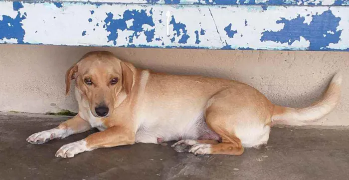 Cachorro ra a INDEFINIDA  idade 5 anos nome CRISTAL