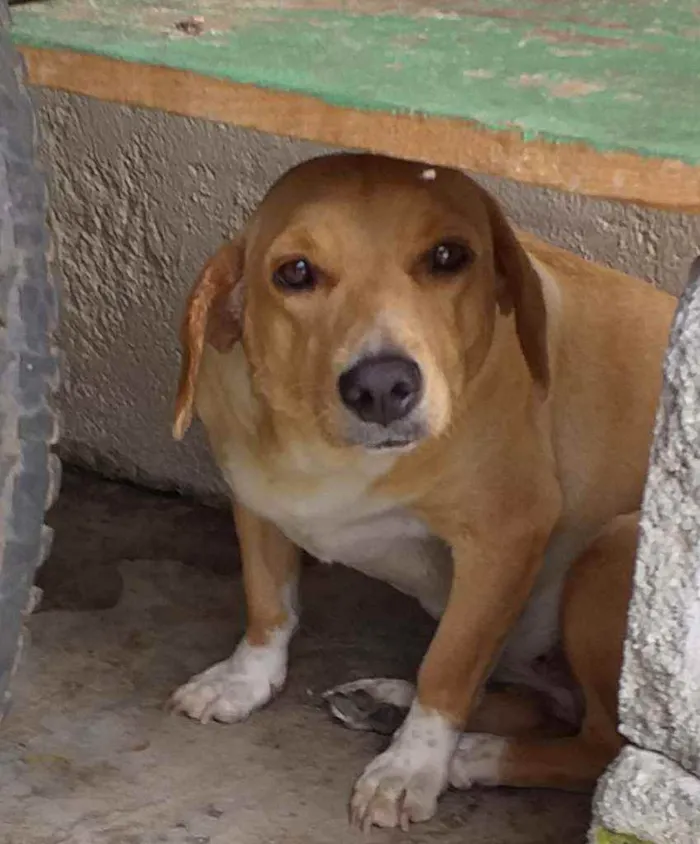 Cachorro ra a INDEFINIDA  idade 5 anos nome CRISTAL