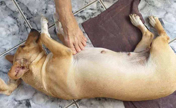 Cachorro ra a INDEFINIDA  idade 5 anos nome CRISTAL