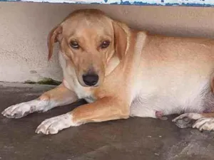 Cachorro raça INDEFINIDA  idade 5 anos nome CRISTAL