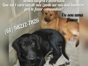 Cachorro raça Sem raça  idade 2 a 6 meses nome Duda e Black 