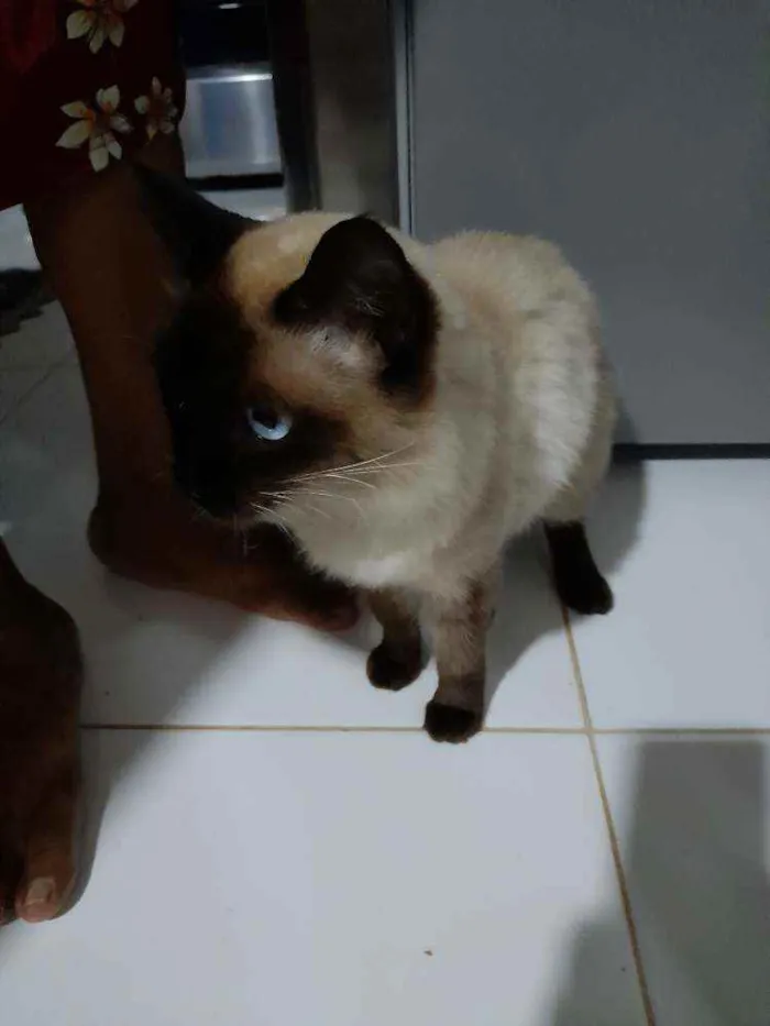 Gato raça Siamês  idade 7 a 11 meses nome Chery