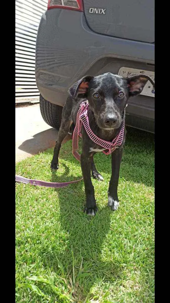 Cachorro ra a SRD idade 2 a 6 meses nome Filhotinha fêmea