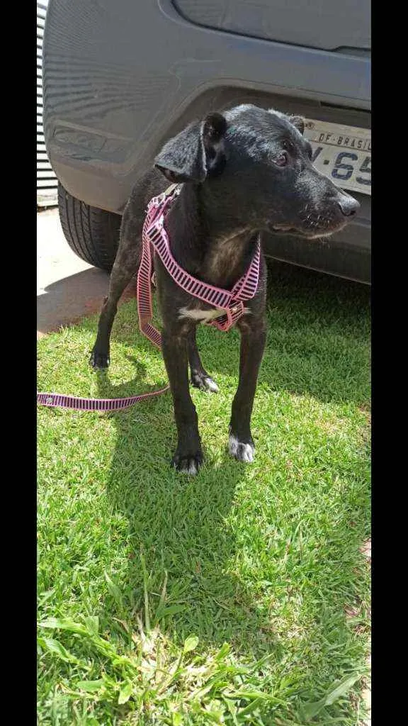 Cachorro ra a SRD idade 2 a 6 meses nome Filhotinha fêmea