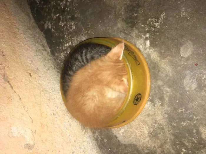 Gato ra a Raciados idade Abaixo de 2 meses nome Alice,pingo,bily,lee