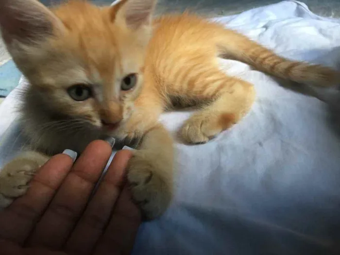 Gato ra a Raciados idade Abaixo de 2 meses nome Alice,pingo,bily,lee