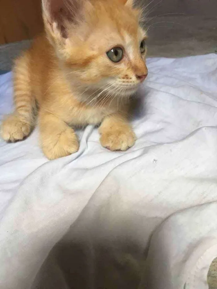 Gato ra a Raciados idade Abaixo de 2 meses nome Alice,pingo,bily,lee