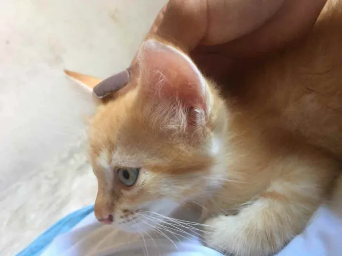 Gato ra a Raciados idade Abaixo de 2 meses nome Alice,pingo,bily,lee