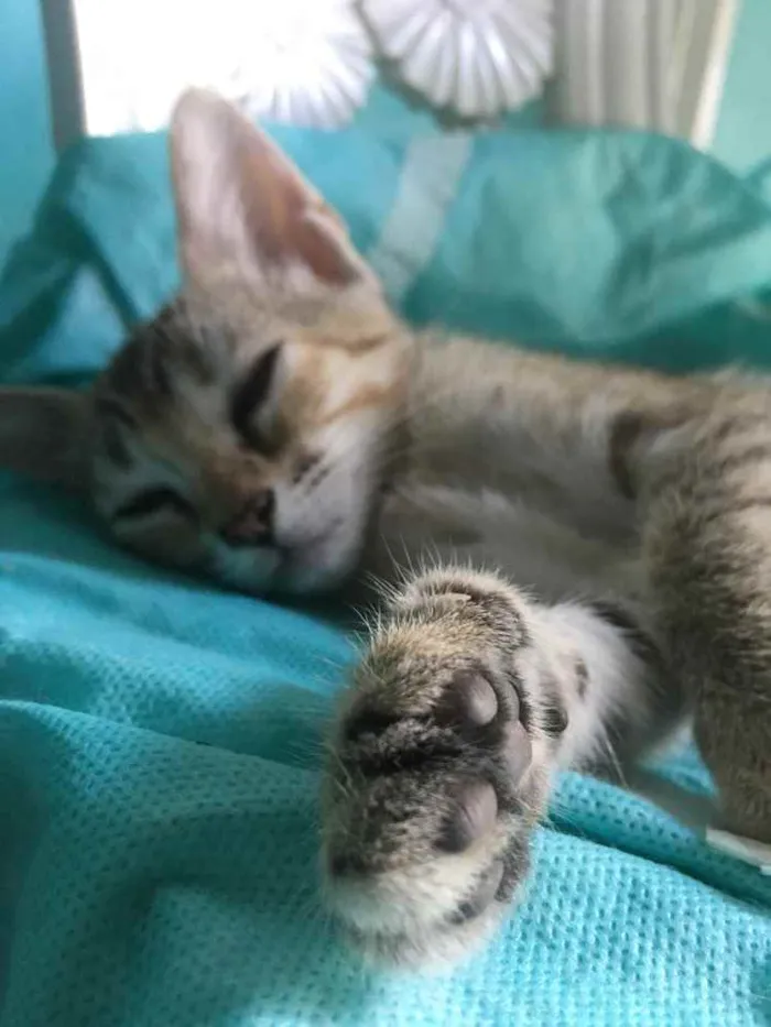 Gato ra a Raciados idade Abaixo de 2 meses nome Alice,pingo,bily,lee