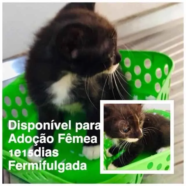 Gato ra a SRD idade 2 a 6 meses nome Flora