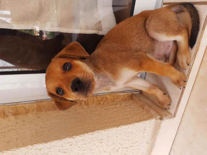 Cachorro ra a Sem definição idade Abaixo de 2 meses nome Sem nome