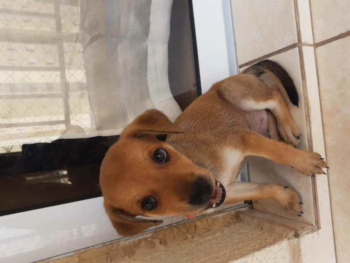 Cachorro ra a Sem definição idade Abaixo de 2 meses nome Sem nome