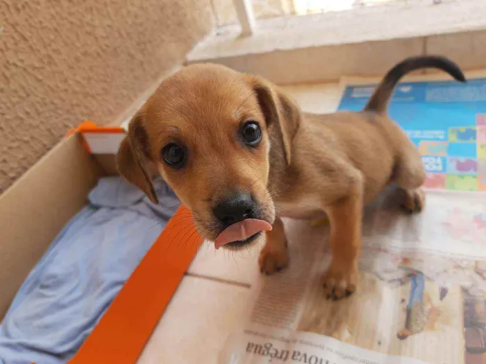 Cachorro ra a Sem definição idade Abaixo de 2 meses nome Sem nome